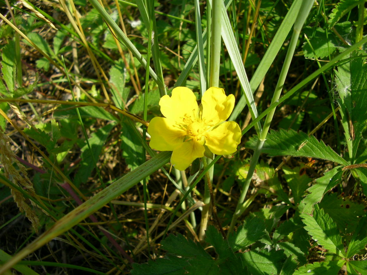 Potentilla reptans / Cinquefoglie comune